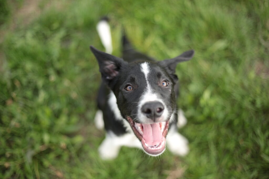 Garderie certifiée dans la garde de chien à Toulouse NoxCanin; équipe garderie canine Toulouse