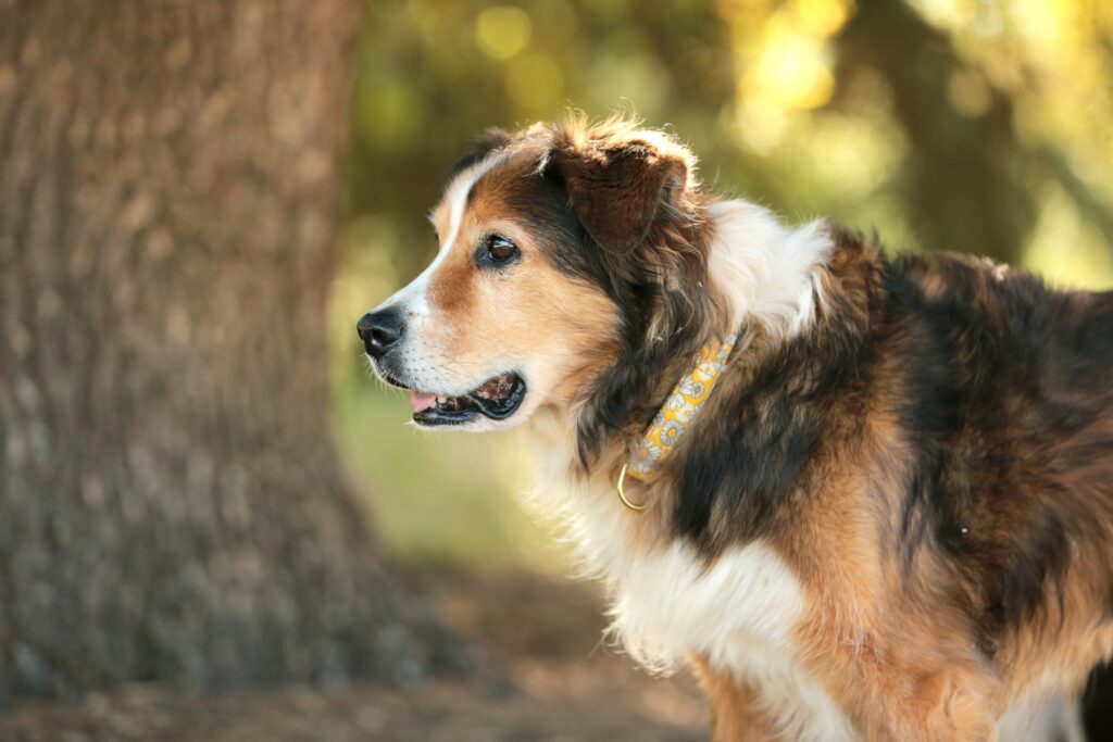 Garderie canine à Toulouse. Garde chien toulouse