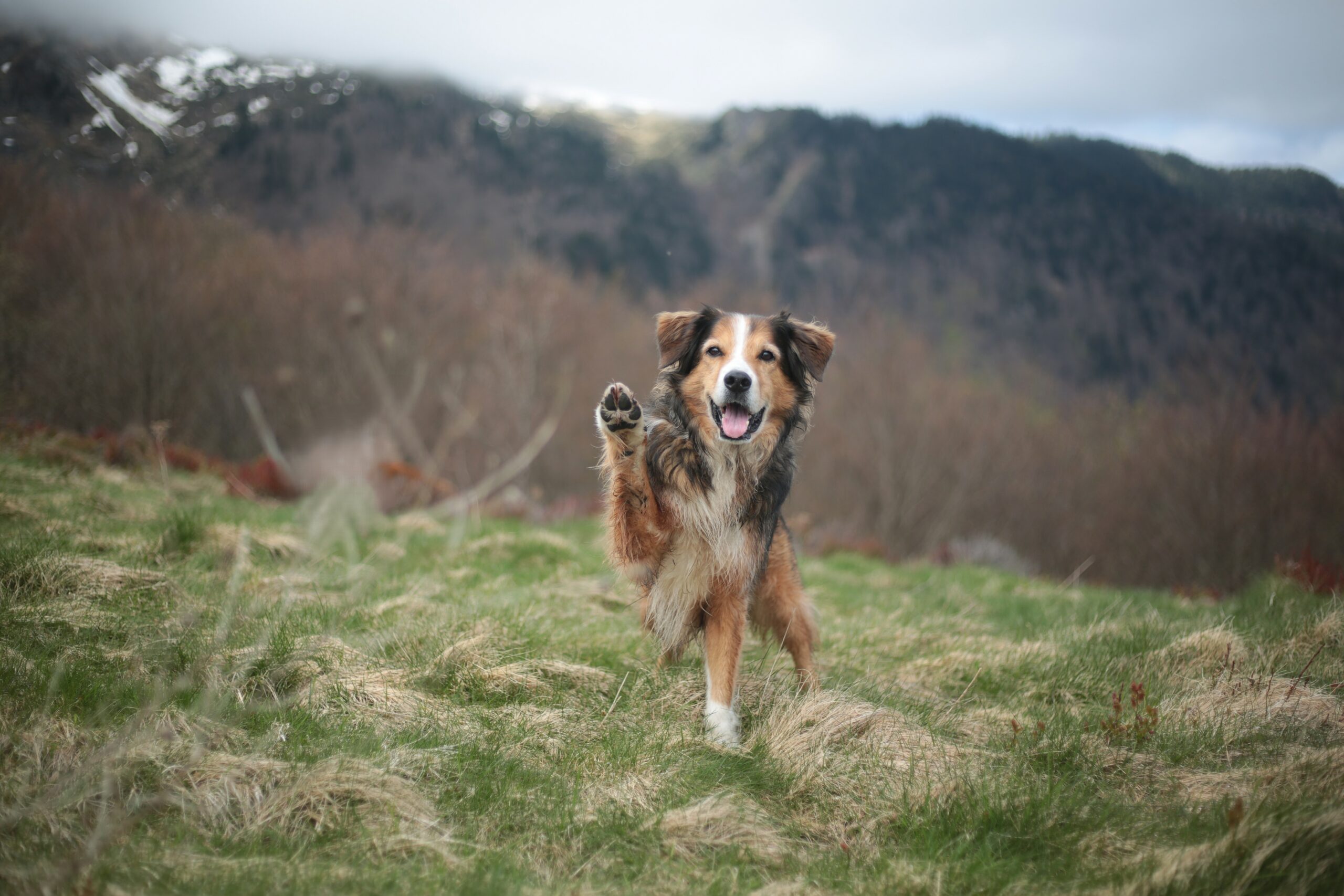Garderie canine Toulouse; Faire garder son chien à Toulouse Garderie canine Toulouse; Faire garder son chien à Toulouse