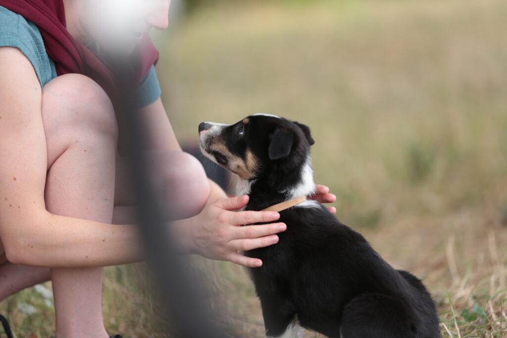 Garderie certifiée dans la garde de chien à Toulouse NoxCanin