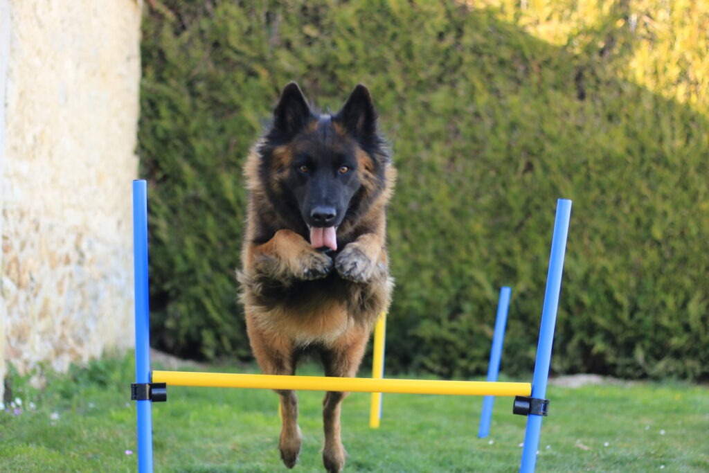 chien heureux chaque semaine chez nox canin. ENTRAINEMENT CHIEN