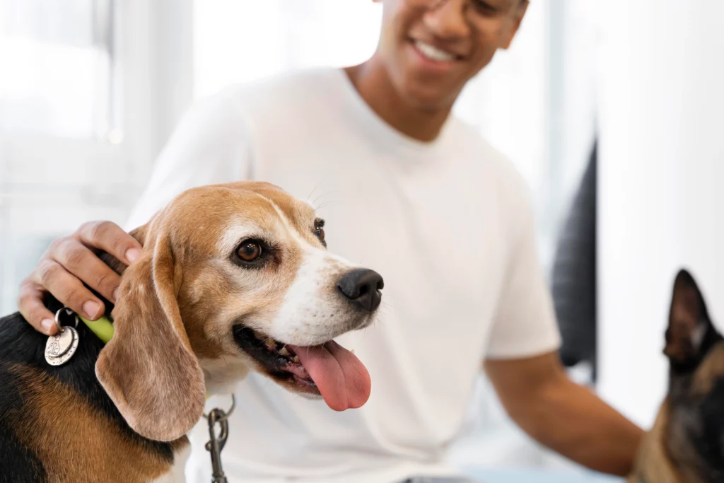 Garderie certifiée dans la garde de chien à Toulouse NoxCanin