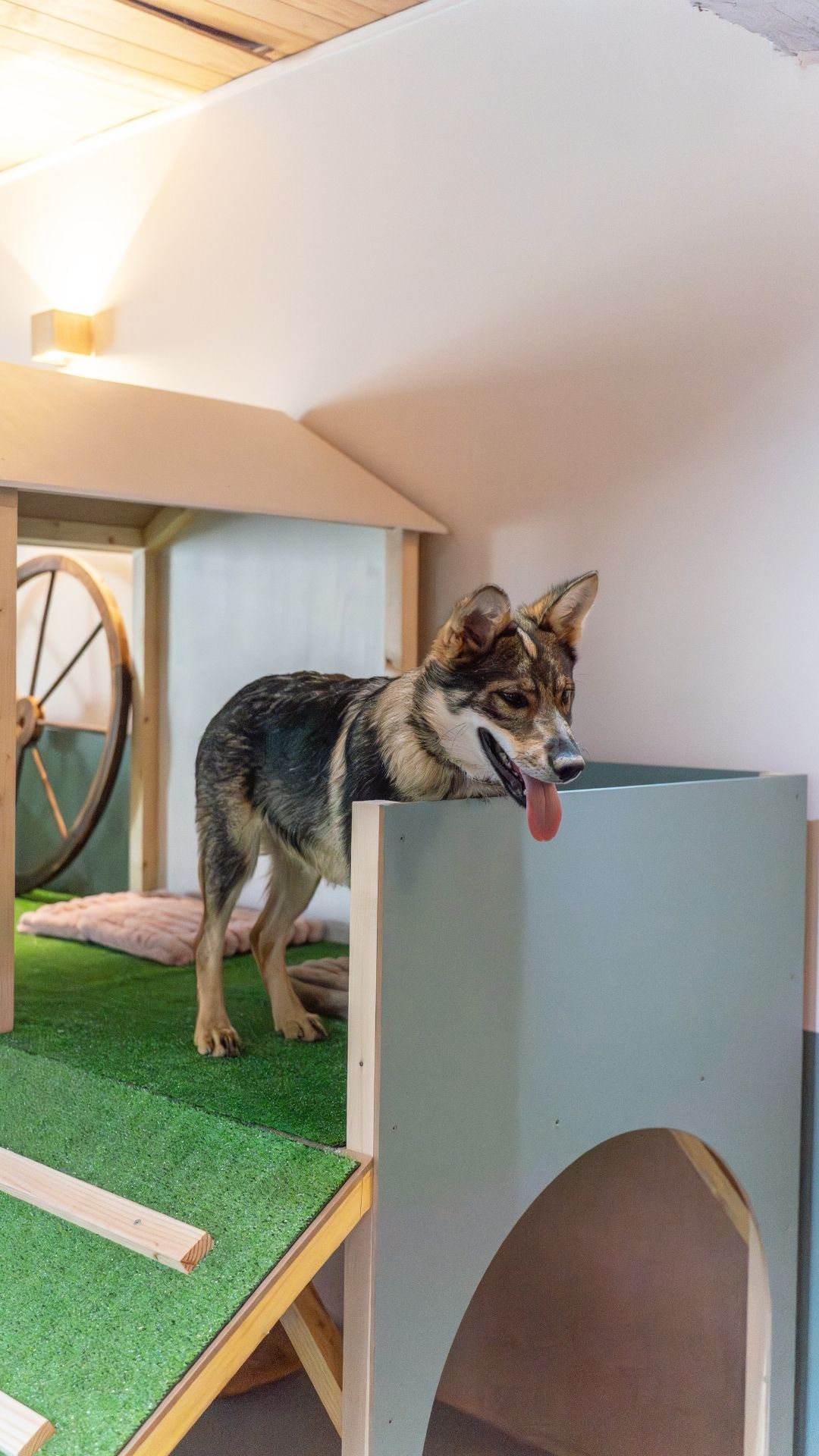 GARDERIE CANINE. ESPACE canin toulouse