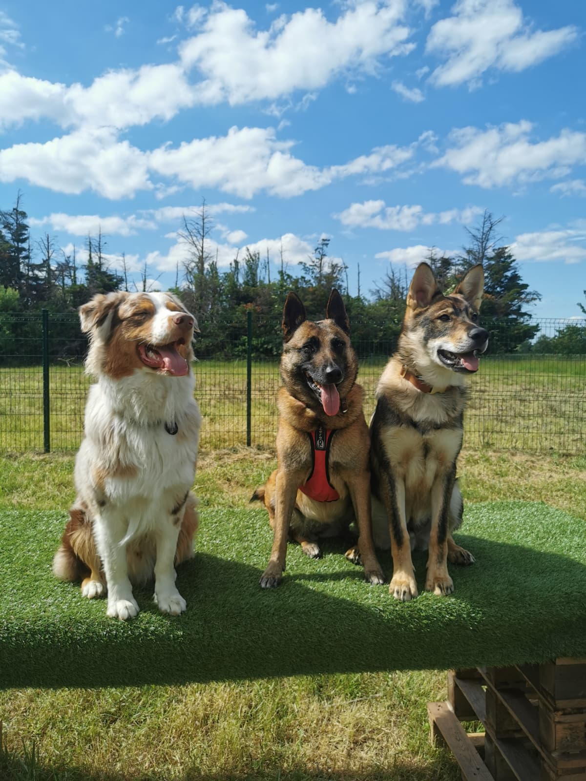 Séances de massages et bien-être canin à Toulouse chez NOX Canin