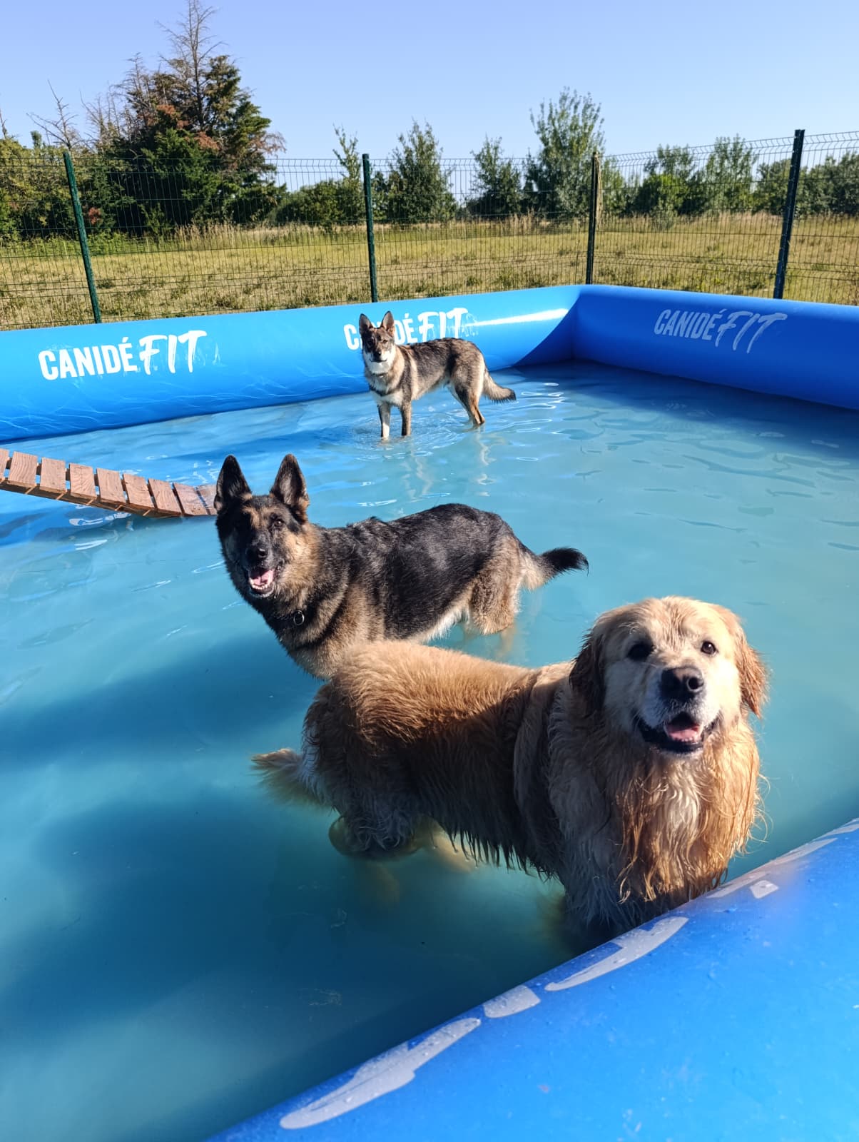 Parc canin sécurisé Toulouse
