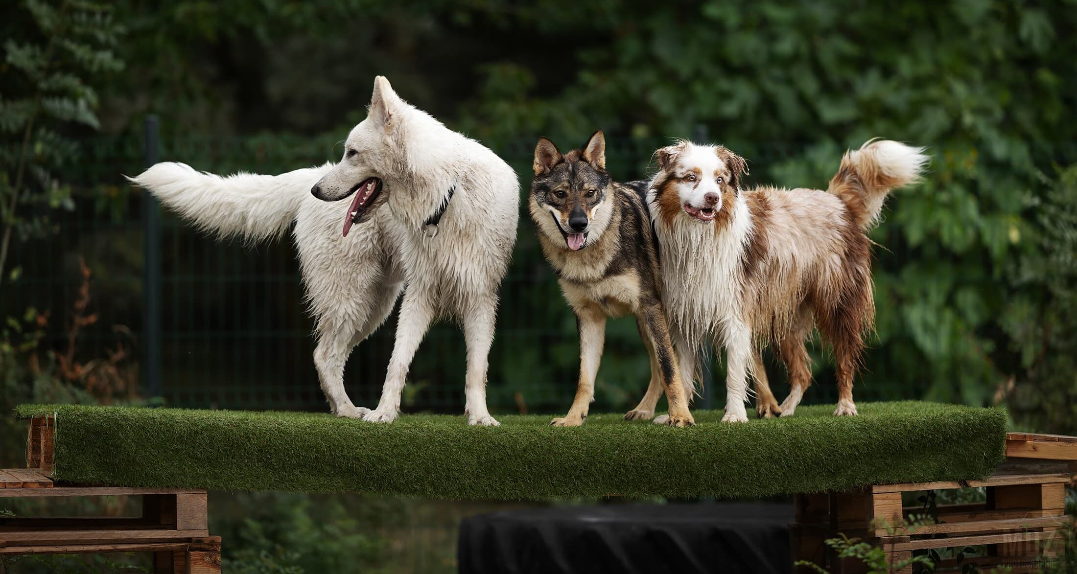chien dans piscine, piscine pour chien canicule