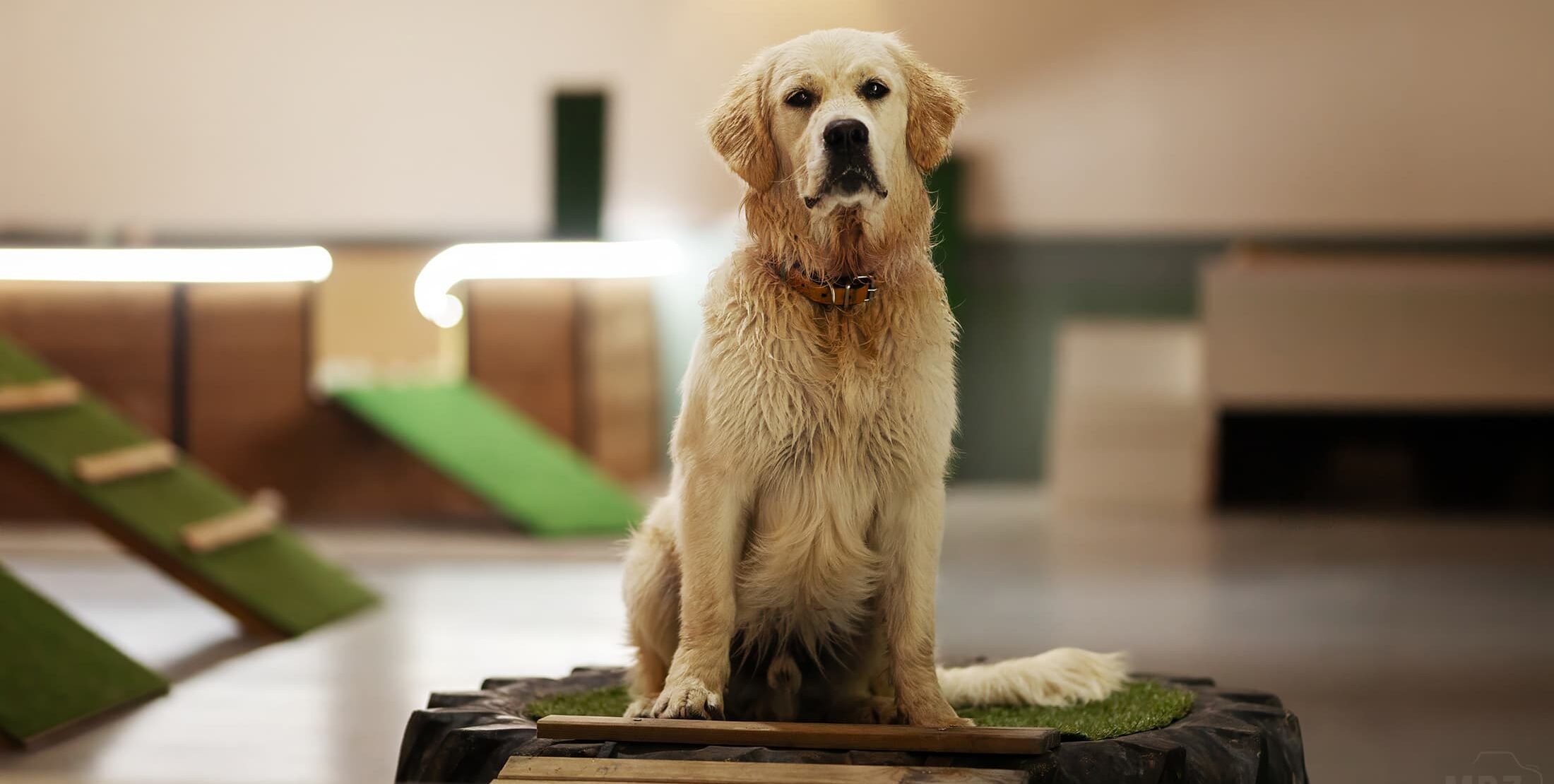 chien dans piscine, piscine pour chien canicule