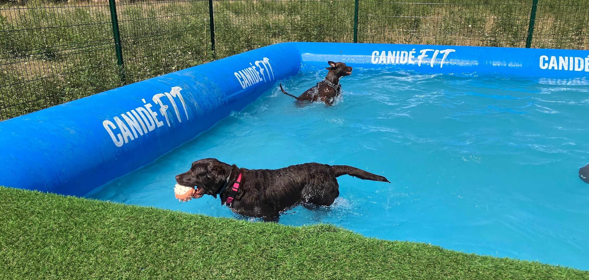 chien dans piscine, piscine pour chien canicule